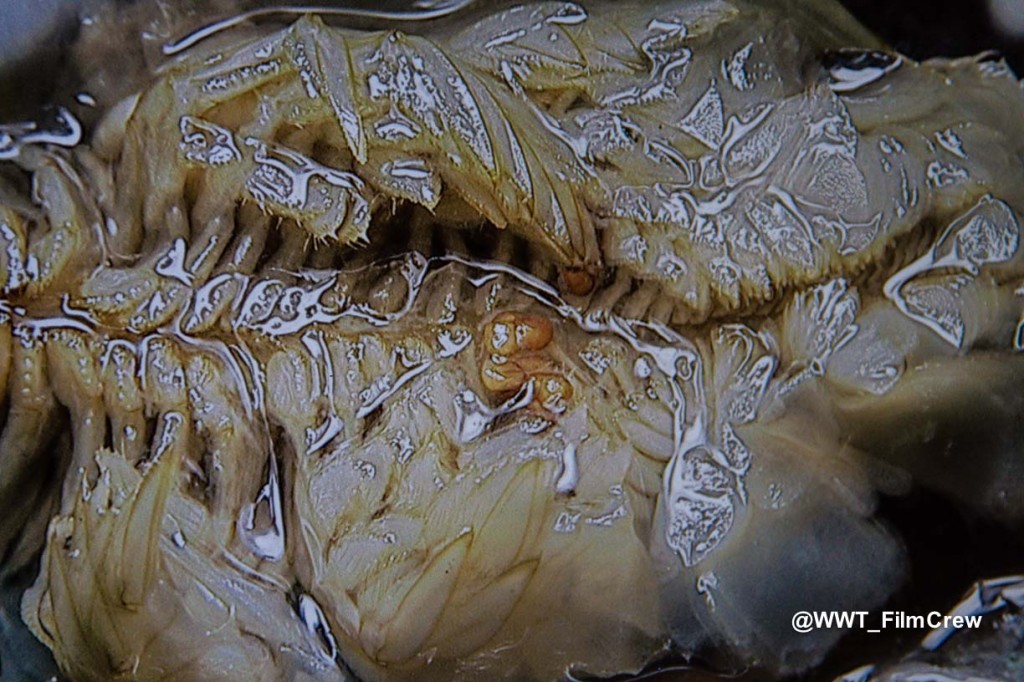 6 - Triops dissection
