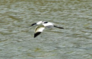 Avocet