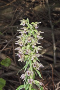 Broad Leaved Helleborine - David Widdowson