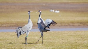 Crane courtship at WWT Slimbridge (c) WWT