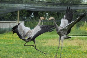 Cranes sparring at WWT Slimbridge Crane School (c) Amy King