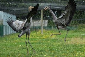 Cranes sparring at WWT Slimbridge Crane School (c) Amy King