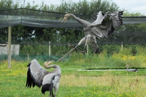 Cranes sparring at WWT Slimbridge Crane School (c) Amy King