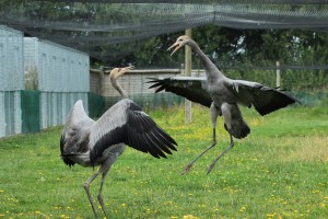 Cranes sparring at WWT Slimbridge Crane School (c) Amy King