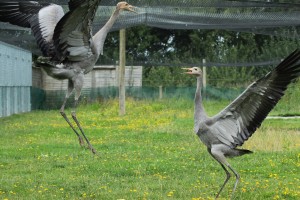 Cranes sparring at WWT Slimbridge Crane School (c) Amy King