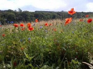 Saline lagoon meadow