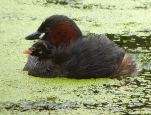 Little Grebe and chick