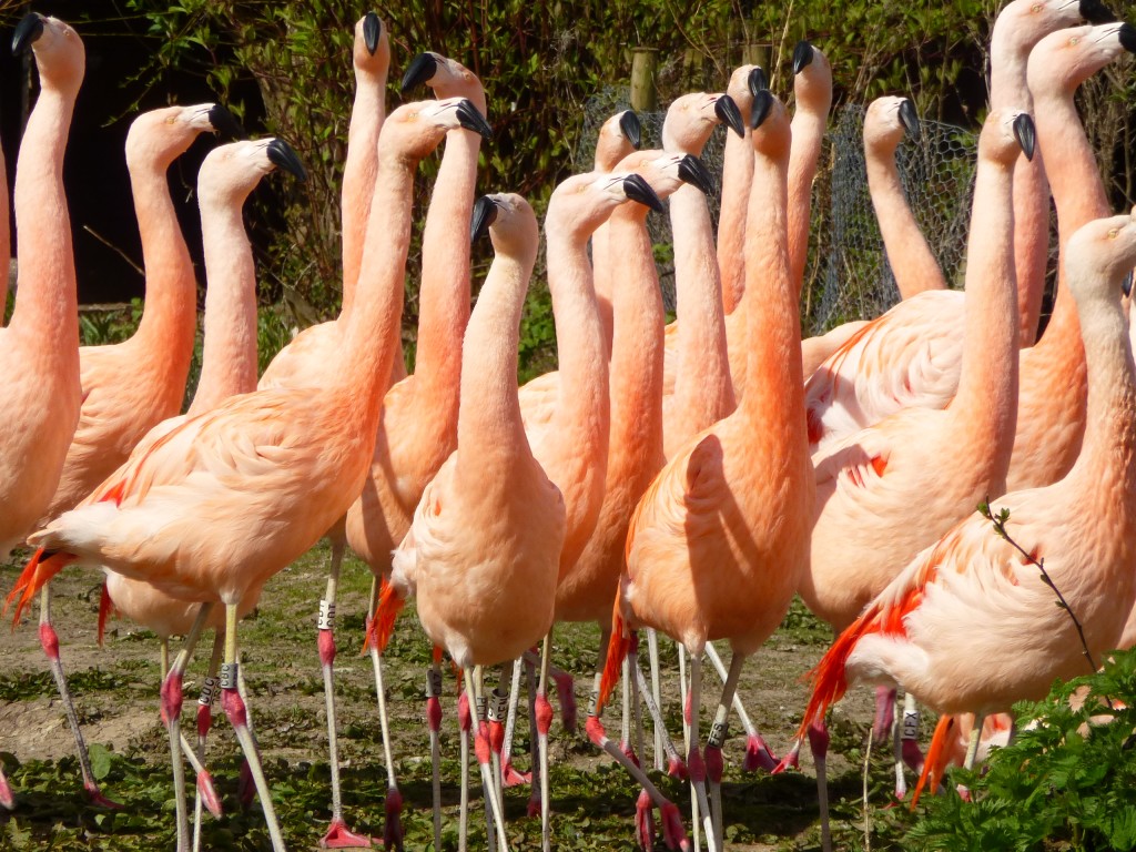 Stretched as tall as possible! A mating dance in these Chilean flamingos is an important friendly group display. Normally seen in Spring and early summer.