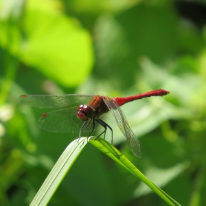 Ruddy darter