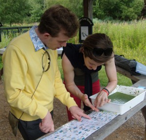 Reedbed survey