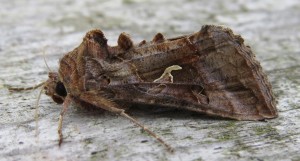 Silver Y moth