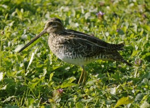 Snipe MJMcGill