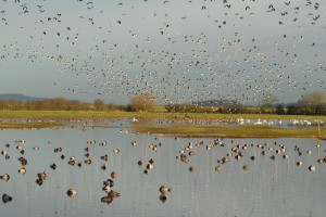 The reseve at Slimbridge is teeming with wildlife (c) James Lees