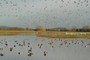 The reseve at Slimbridge is teeming with wildlife (c) James Lees