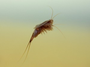 Triops cancriformis - the tadpole shrimp - (c) Edmund Fellowes