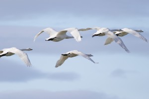 Whooper swans lack manoeuvrability due to their size (c) David Fyles