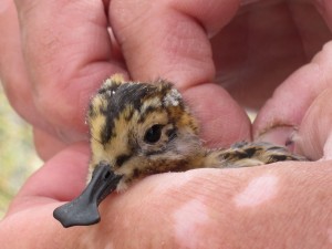 Young hand-reared spoon-billed sandpiper (c) Nicky Hiscock