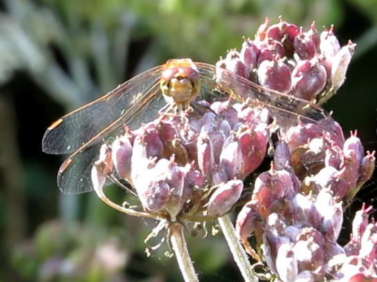 Common darter sits on flowers along entrance to Sand Martin hide.
