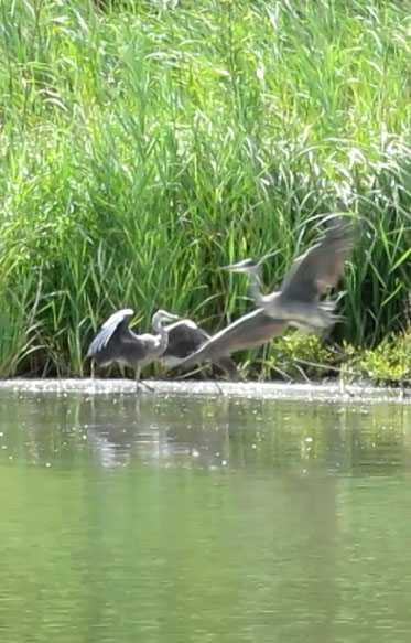 A juvenile grey heron drives an adult off his fishing spot.