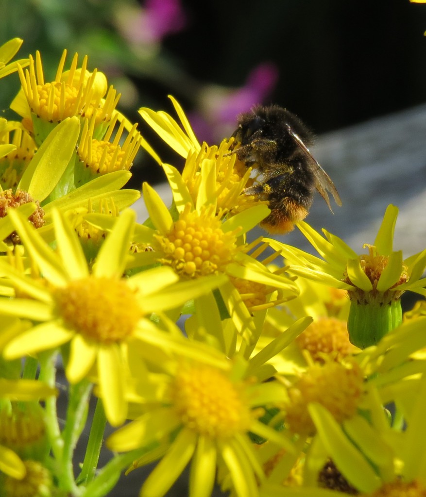 bee nectars on ragwort near Wetland Secrets building.
