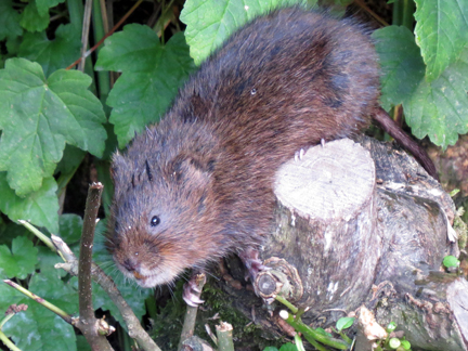 Bold water vole scrambles along the edge of the Dragonfly ponds.