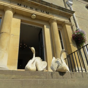 Two swans lent for display at WWT Welney, briefly returned back to their orginal roost at Wisbech museum.
