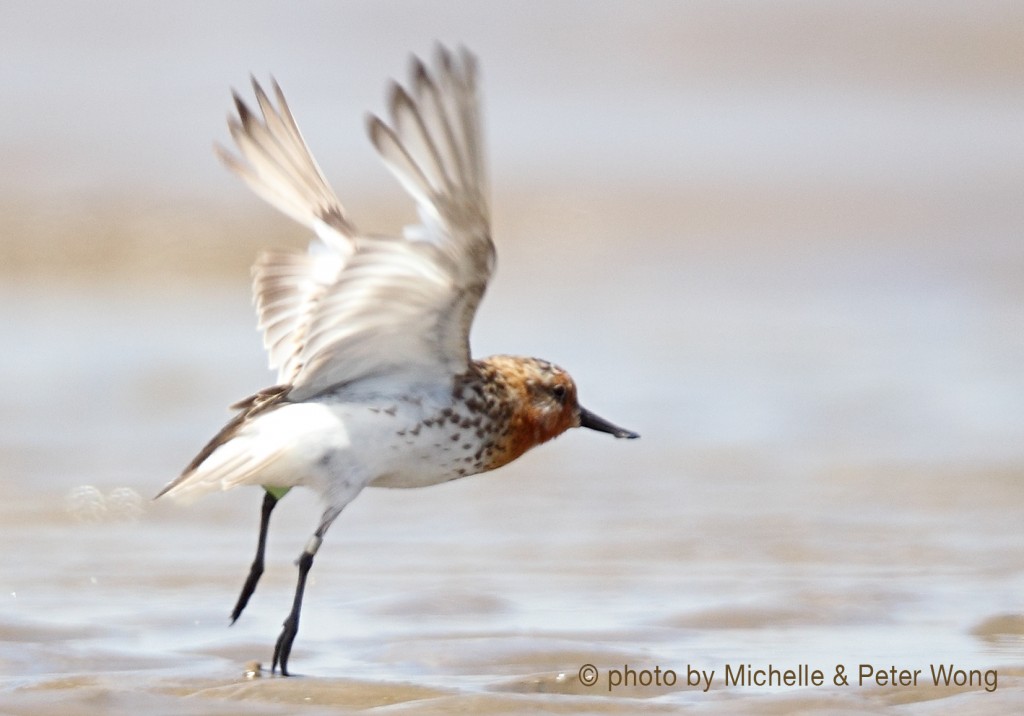 Spoon-billed Sandpiper in flight © Michelle and Peter Wong