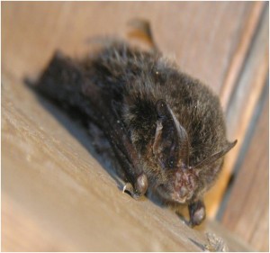 Barbastelle bat by Phillip Parker