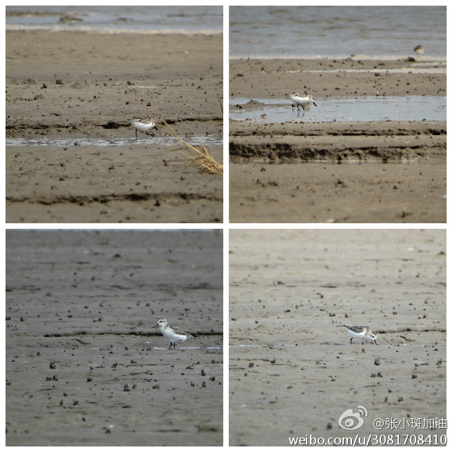 Juvenile spoon-billed sandpiper also seen at Rudong mudflats this migration (c) Zhang Size