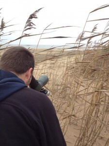 Kane watching a flock of 60 on Lake Peipsi yesterday