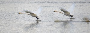 Bewick's at WWT Welney by Richard Dunn