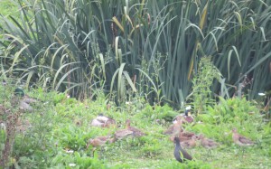 Black-tailed godwit stream area Oct 2013