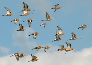 Black-tailed godwits