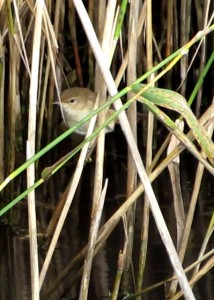 Cettis Warbler in the reeds near the Scrape Hide. See the video link at the bottom of this article.