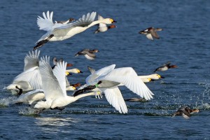 Swan ringed AKL spotted by Monika Povel