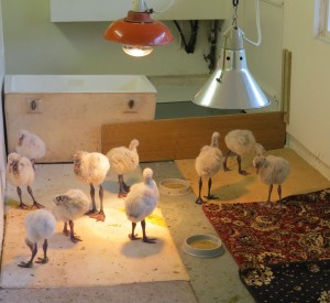 WA flamingo creche