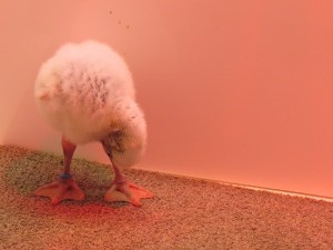 WA flamingo yoga - downward facing dog