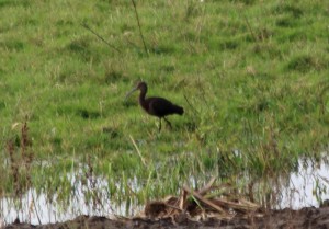 Glossy ibis by 11 year old James Stephenson