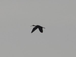 Glossy ibis in flight by James Stephenson