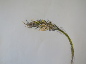 IMG_2735