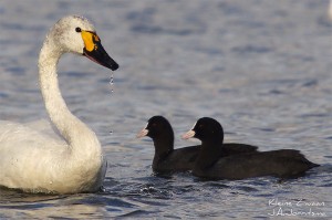 Kleine-zwaan-2013-6