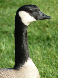 A male Richardson's Canada goose.
