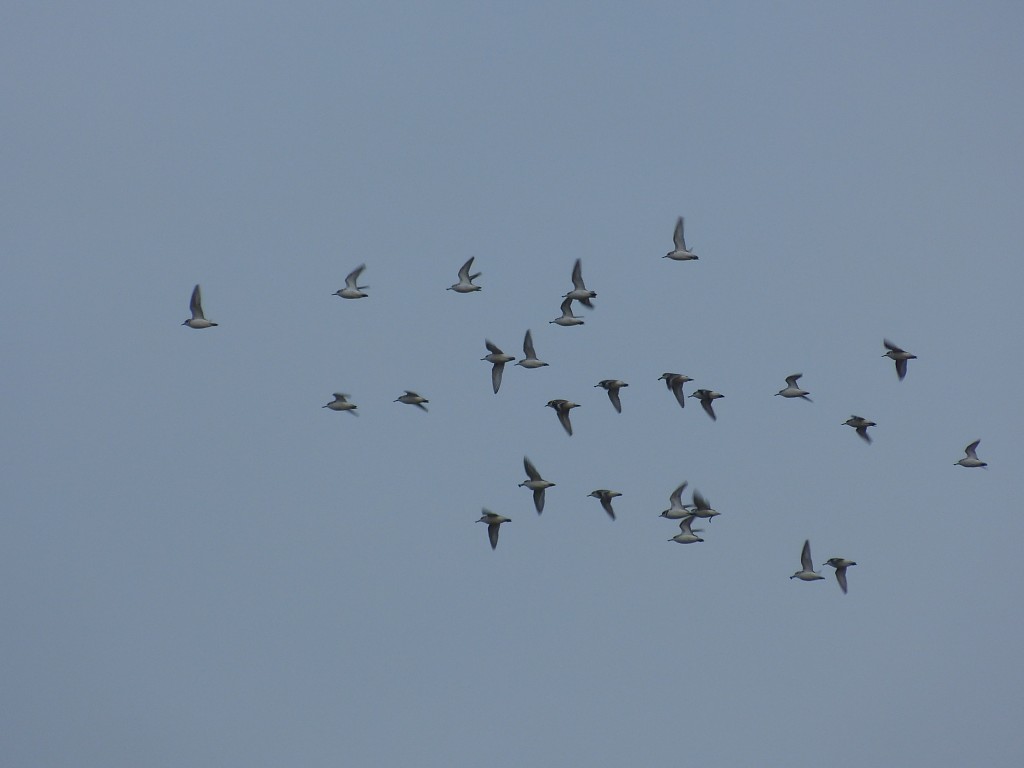 SBS flock in flight, Gavin Thomas