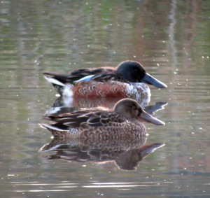 Shoveler pair from the Scrape Hide