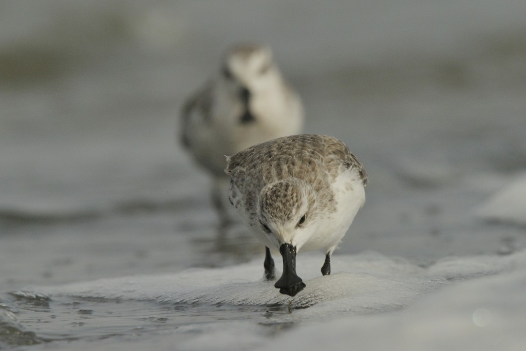 Spoon-billed Sandpiper, Baz Scampion 2