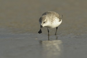Spoon-billed Sandpiper, Baz Scampion 3