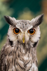 White faced Scops Owl at Martin Mere Animal magic