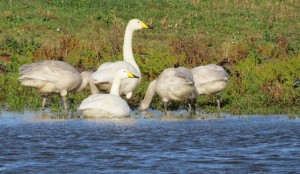 Whooper swan family small
