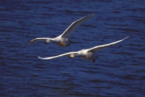 Whooper swans CREDIT David Featherbe