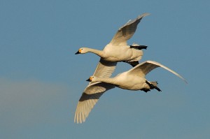 bewicks_swans